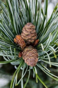Japanese White Pine (Pinus Parviflora 'Glauca') - 5 Gallon Pot -Garden Plants shop pinus parviflora glauca japanese white pine 9