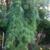 Angel Falls Weeping Eastern White Pine - 1 Gallon Pot