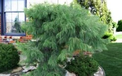 Angel Falls Weeping Eastern White Pine - 3 Gallon Pot -Garden Plants shop pinus strobus angel falls white pine 3 1