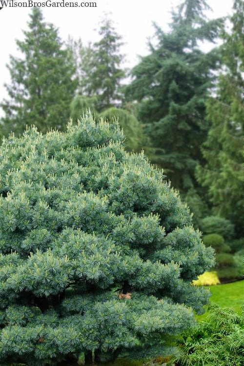 Blue Shag Eastern White Pine - 3 Gallon Pot Blue Shag Eastern White Pine - 3 Gallon Pot -Garden Plants shop pinus strobus blue shag eastern white pine 11 2