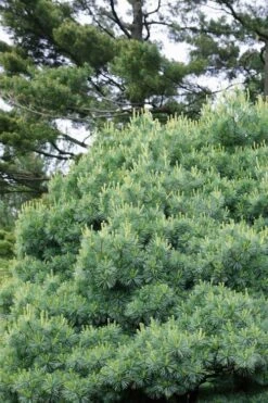 Blue Shag Eastern White Pine - 1 Gallon Pot -Garden Plants shop pinus strobus blue shag eastern white pine 12 1
