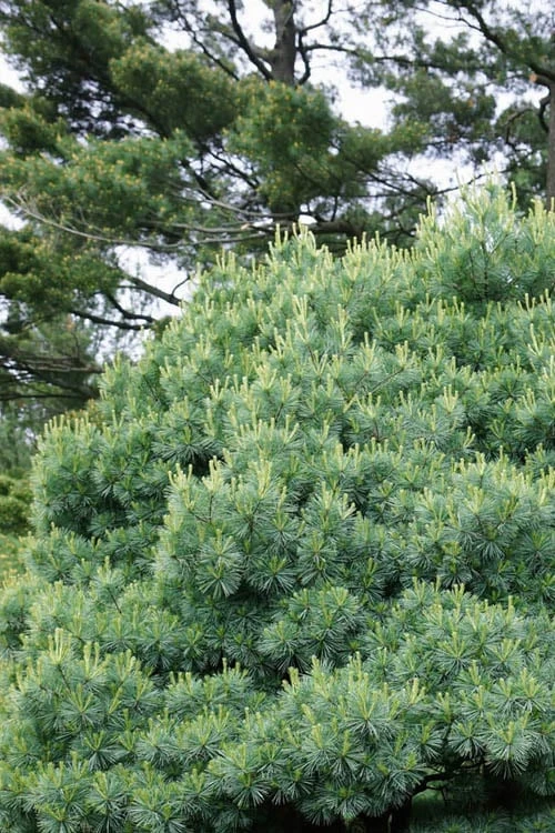 Blue Shag Eastern White Pine - 3 Gallon Pot Blue Shag Eastern White Pine - 3 Gallon Pot -Garden Plants shop pinus strobus blue shag eastern white pine 12 2