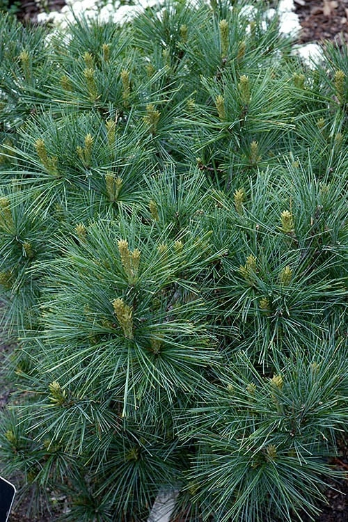 Blue Shag Eastern White Pine - 3 Gallon Pot Blue Shag Eastern White Pine - 3 Gallon Pot -Garden Plants shop pinus strobus blue shag eastern white pine 13 2