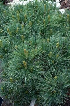 Blue Shag Eastern White Pine - 2.5 Gallon Pot -Garden Plants shop pinus strobus blue shag eastern white pine 13