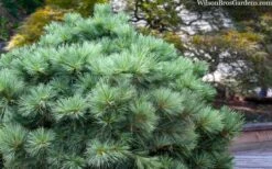 Blue Shag Eastern White Pine (Single Trunk Topiary) - 3 Gallon Pot -Garden Plants shop pinus strobus blue shag eastern white pine 3 3