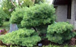 Blue Shag Eastern White Pine - 1 Gallon Pot -Garden Plants shop pinus strobus blue shag eastern white pine 4 1