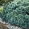 Coney Island White Pine - 2 Gallon Pot