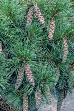 Coney Island White Pine - 2 Gallon Pot -Garden Plants shop pinus strobus coney island white pine 11
