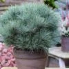 Sea Urchin Miniature Eastern White Pine - 2 Gallon Pot