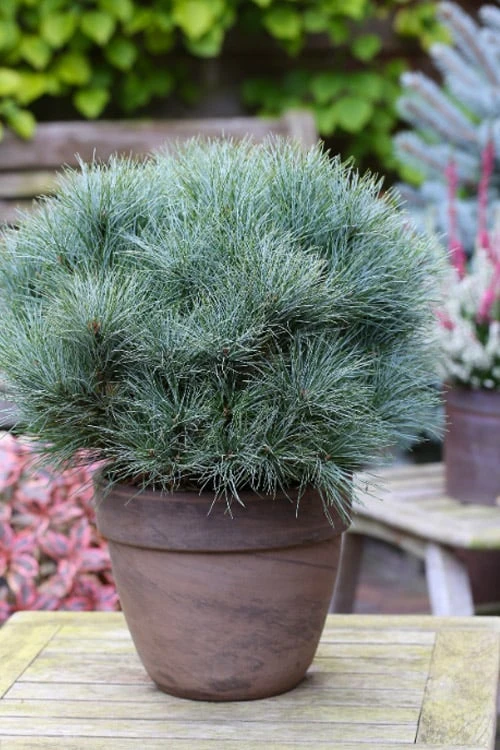 Sea Urchin Miniature Eastern White Pine - 2 Gallon Pot Sea Urchin Miniature Eastern White Pine - 2 Gallon Pot -Garden Plants shop pinus strobus sea urchin dwarf eastern white pine 1