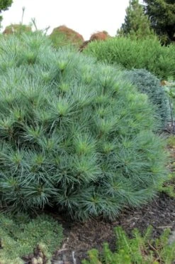 Sea Urchin Miniature Eastern White Pine - 2 Gallon Pot 3 Sea Urchin Miniature Eastern White Pine - 2 Gallon Pot -Garden Plants shop pinus strobus sea urchin dwarf eastern white pine 4