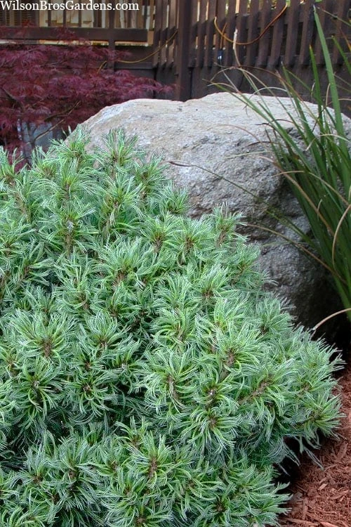 Vercurve Eastern White Pine (Pinus strobus) - 3 Gallon Pot Vercurve Eastern White Pine (Pinus Strobus) - 3 Gallon Pot -Garden Plants shop pinus strobus vercurve twisted needle dwarf eatern white pine 5