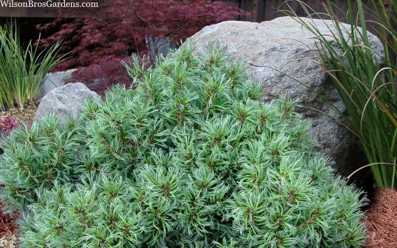 Vercurve Eastern White Pine (Pinus strobus) - 3 Gallon Pot Vercurve Eastern White Pine (Pinus Strobus) - 3 Gallon Pot -Garden Plants shop pinus strobus vercurve twisted needle dwarf eatern white pine 6