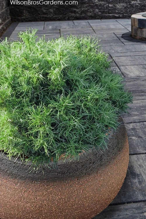 Wiggles Eastern White Pine (Pinus strobus) - 3 Gallon Pot Wiggles Eastern White Pine (Pinus Strobus) - 3 Gallon Pot -Garden Plants shop pinus strobus wiggles eastern white pine 3