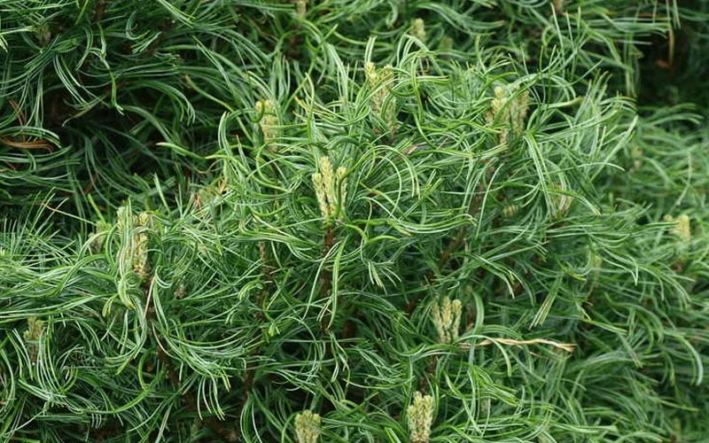 Wiggles Eastern White Pine (Pinus strobus) - 3 Gallon Pot Wiggles Eastern White Pine (Pinus Strobus) - 3 Gallon Pot -Garden Plants shop pinus strobus wiggles eastern white pine 4 1