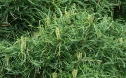 Wiggles Eastern White Pine (Single Trunk Topiary Tree) - 3 Gallon Pot -Garden Plants shop pinus strobus wiggles eastern white pine 4