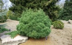 Wiggles Eastern White Pine (Pinus Strobus) - 3 Gallon Pot 5 Wiggles Eastern White Pine (Pinus Strobus) - 3 Gallon Pot -Garden Plants shop pinus strobus wiggles eastern white pine 5
