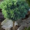 Wiggles Eastern White Pine (Single Trunk Topiary Tree) - 3 Gallon Pot