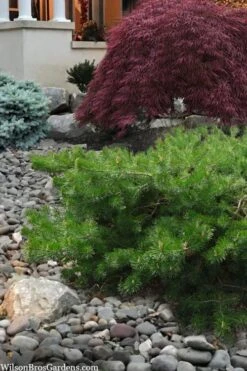 Hillside Creeper Scotch Pine (Pinus Sylvestris) - 6 Gallon Pot -Garden Plants shop pinus sylvestris hillside creeper 4 1