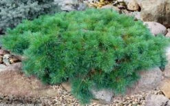 Hillside Creeper Scotch Pine (Pinus Sylvestris) - 3 Gallon Pot -Garden Plants shop pinus sylvestris hillside creeper 5
