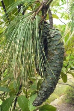 Zebrina Himalayan Pine (Pinus Wallichiana) - 5 Gallon Pot -Garden Plants shop pinus wallichiana zebrina himalayan pine 10