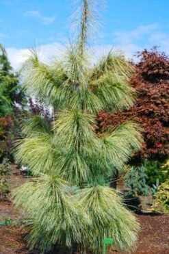 Zebrina Himalayan Pine (Pinus Wallichiana) - 5 Gallon Pot -Garden Plants shop pinus wallichiana zebrina himalayan pine 4