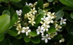 Green Pittosporum (Japanese Mock Orange) - 3 Gallon Pot -Garden Plants shop pittosporum20green203