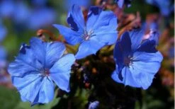 Hardy Blue Plumbago (Ceratostigma Plumbaginoides) - 5 Pack Of Pint Pots -Garden Plants shop plumbago hardy blue perennial