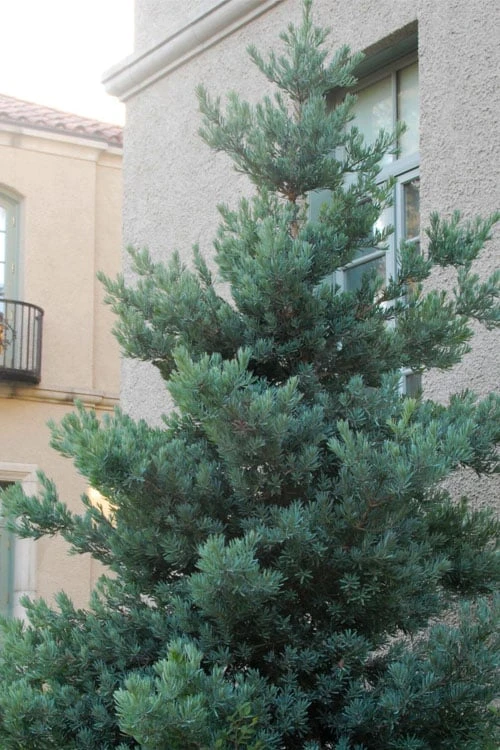 Blue Podocarpus Yew - 7 Gallon Pot Blue Podocarpus Yew - 7 Gallon Pot -Garden Plants shop podocarpus elongatus blue podocarpus 3