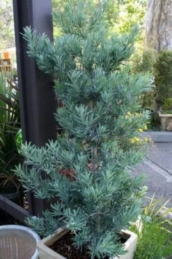 Blue Podocarpus Yew - 7 Gallon Pot 6 Blue Podocarpus Yew - 7 Gallon Pot -Garden Plants shop podocarpus elongatus blue podocarpus 4