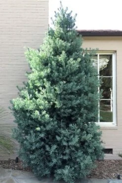 Blue Podocarpus Yew - 7 Gallon Pot 3 Blue Podocarpus Yew - 7 Gallon Pot -Garden Plants shop podocarpus elongatus blue podocarpus 5