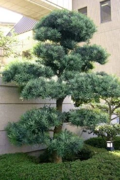 Blue Podocarpus Yew - 7 Gallon Pot 5 Blue Podocarpus Yew - 7 Gallon Pot -Garden Plants shop podocarpus elongatus blue podocarpus 6