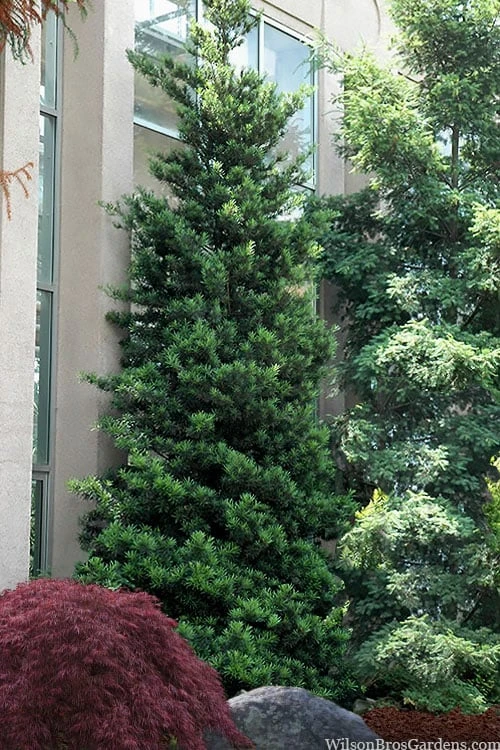 Podocarpus Macrophyllus Upright Yew - 7 Gallon Pot (4-5') Podocarpus Macrophyllus Upright Yew - 7 Gallon Pot (4-5') -Garden Plants shop podocarpus macrophyllus upright yew 101