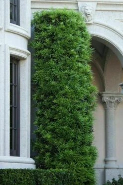 Podocarpus Macrophyllus Upright Yew - 7 Gallon Pot (4-5') 4 Podocarpus Macrophyllus Upright Yew - 7 Gallon Pot (4-5') -Garden Plants shop podocarpus macrophyllus upright yew 104