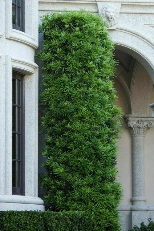 Podocarpus Macrophyllus Upright Yew - 7 Gallon Pot (4-5') Podocarpus Macrophyllus Upright Yew - 7 Gallon Pot (4-5') -Garden Plants shop podocarpus macrophyllus upright yew 104