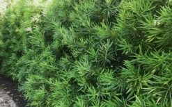 Podocarpus Macrophyllus Upright Yew - 7 Gallon Pot (4-5') 7 Podocarpus Macrophyllus Upright Yew - 7 Gallon Pot (4-5') -Garden Plants shop podocarpus macrophyllus upright yew 105