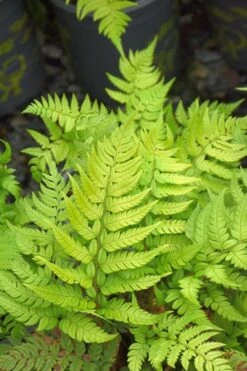 Korean Rock Fern - 1 Gallon Pot -Garden Plants shop polystichum tsus simense korean rock fern 4