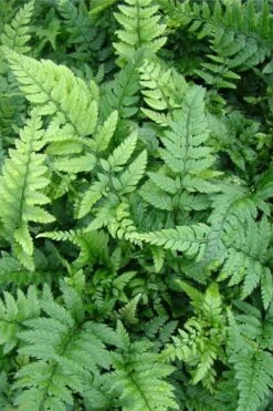 Korean Rock Fern - 1 Gallon Pot -Garden Plants shop polystichum tsus simense korean rock fern 5