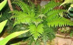 Korean Rock Fern - 1 Gallon Pot -Garden Plants shop polystichum tsus simense korean rock fern 6