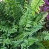 Korean Rock Fern - 1 Gallon Pot