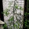 Flying Dragon Hardy Orange Tree - 7 Gallon Pot (3-4')