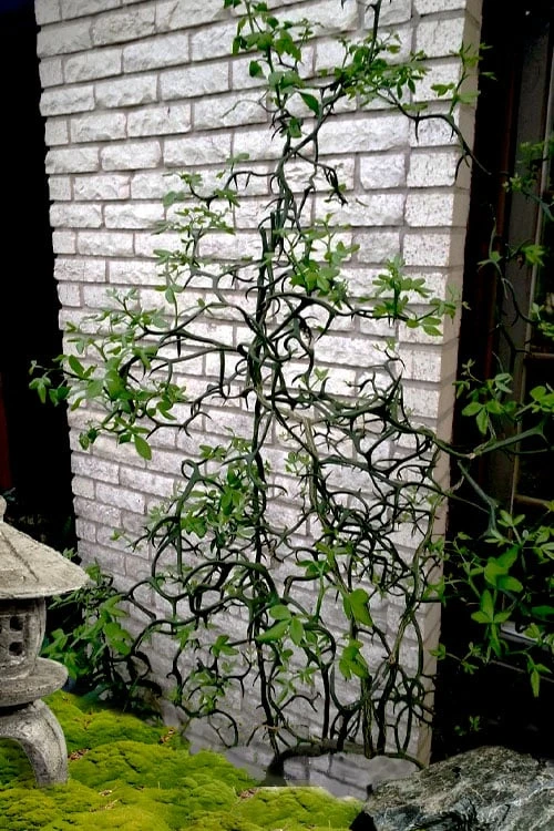 Flying Dragon Hardy Orange Tree - 7 Gallon Pot (3-4') Flying Dragon Hardy Orange Tree - 7 Gallon Pot (3-4') -Garden Plants shop poncirus trifoliata flying dragon hardy orange 20 1