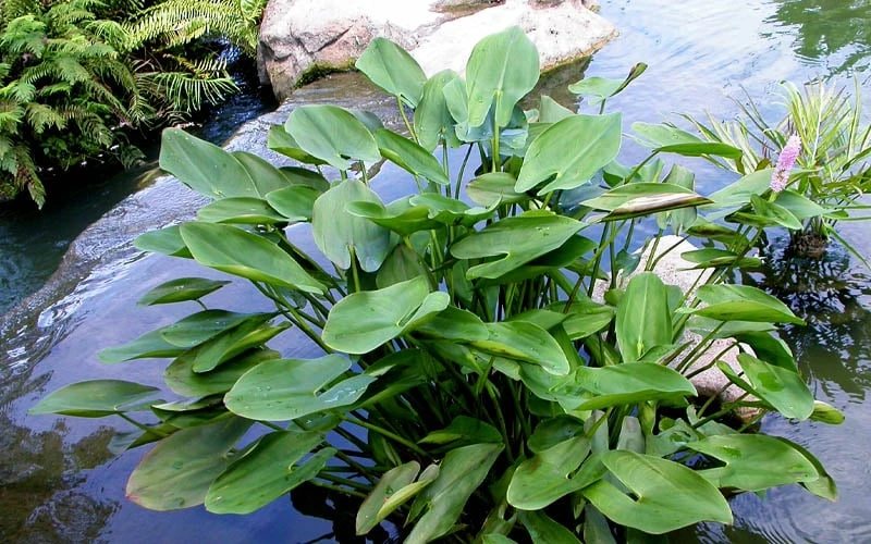 Heartleaf Purple Pickerel Weed (Pontaderia cordata) - 1 Gallon Pot Heartleaf Purple Pickerel Weed (Pontaderia Cordata) - 1 Gallon Pot -Garden Plants shop pontederia cordata pickerel weed 3