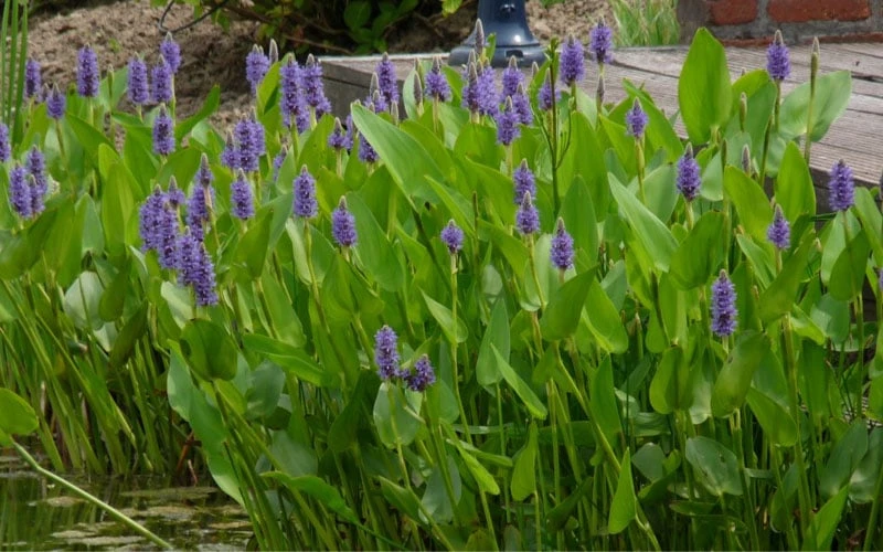 Heartleaf Purple Pickerel Weed (Pontaderia cordata) - 1 Gallon Pot Heartleaf Purple Pickerel Weed (Pontaderia Cordata) - 1 Gallon Pot -Garden Plants shop pontederia cordata pickerel weed 4