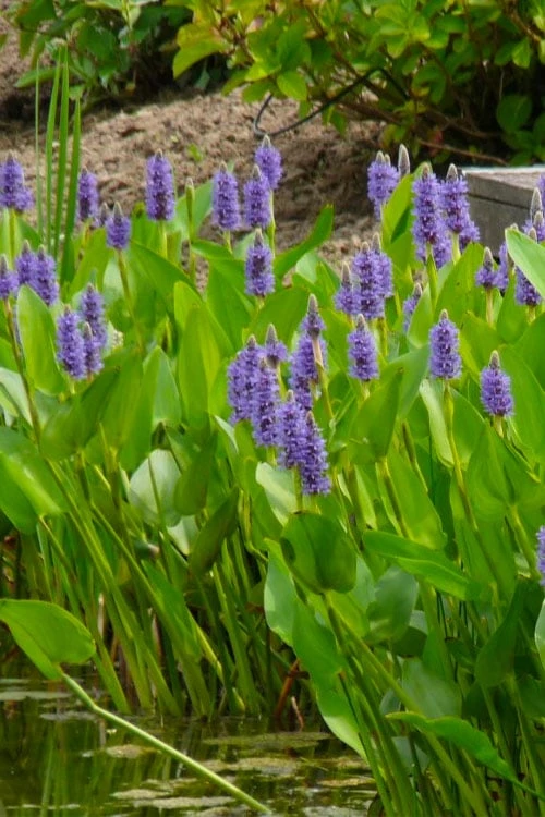 Heartleaf Purple Pickerel Weed (Pontaderia cordata) - 1 Gallon Pot Heartleaf Purple Pickerel Weed (Pontaderia Cordata) - 1 Gallon Pot -Garden Plants shop pontederia cordata pickerel weed 5