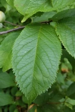 American Wild Plum Tree (Prunus Americana) - 3 Gallon Pot 6 American Wild Plum Tree (Prunus Americana) - 3 Gallon Pot -Garden Plants shop prunus americana american wild plum tree 10