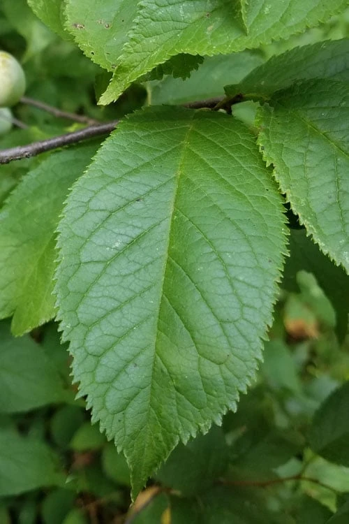 American Wild Plum Tree (Prunus americana) - 3 Gallon Pot American Wild Plum Tree (Prunus Americana) - 3 Gallon Pot -Garden Plants shop prunus americana american wild plum tree 10