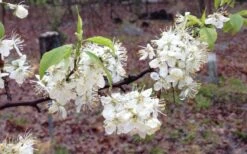 American Wild Plum Tree (Prunus Americana) - 1 Gallon Pot 7 American Wild Plum Tree (Prunus Americana) - 1 Gallon Pot -Garden Plants shop prunus americana american wild plum tree 11 1
