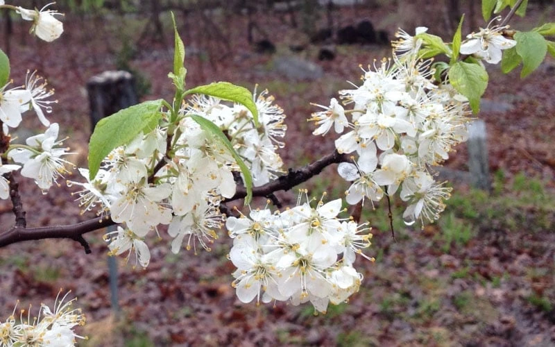 American Wild Plum Tree (Prunus americana) - 1 Gallon Pot American Wild Plum Tree (Prunus Americana) - 1 Gallon Pot -Garden Plants shop prunus americana american wild plum tree 11 1