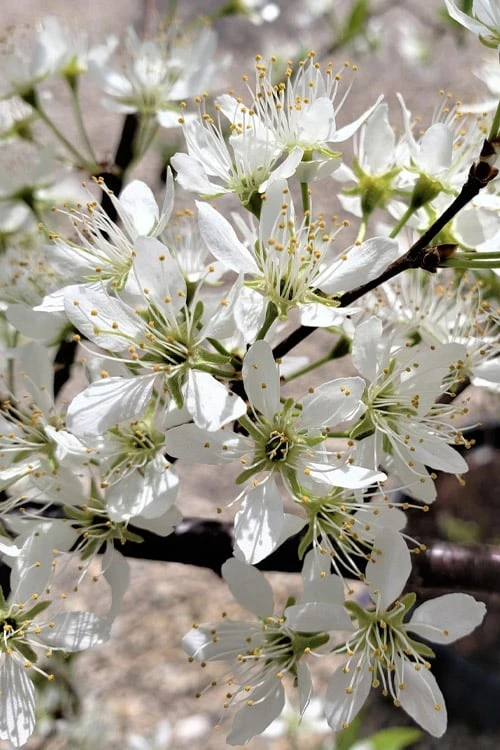 American Wild Plum Tree (Prunus americana) - 1 Gallon Pot American Wild Plum Tree (Prunus Americana) - 1 Gallon Pot -Garden Plants shop prunus americana american wild plum tree 5 1